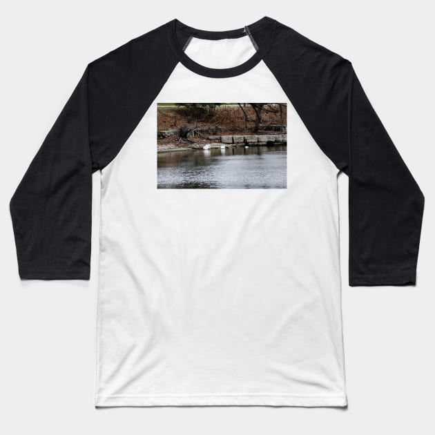 Swans and Snow Goose Baseball T-Shirt by srosu